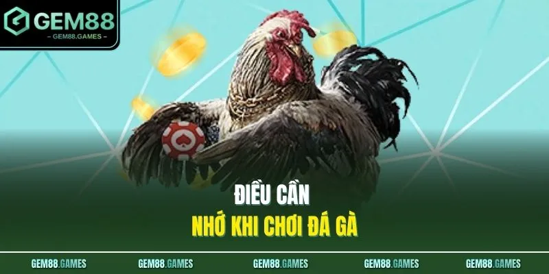 Điều cần nhớ khi chơi đá gà